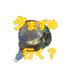 かいとの日常(釣り)（個別スタンプ：13）