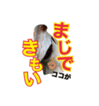 かいとの日常(釣り)（個別スタンプ：17）