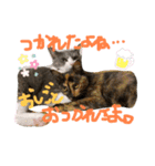 ゆかいな3兄弟 きなこ ごま しずく（個別スタンプ：2）