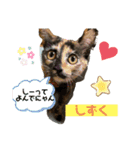 ゆかいな3兄弟 きなこ ごま しずく（個別スタンプ：9）