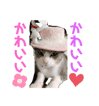 ゆかいな3兄弟 きなこ ごま しずく（個別スタンプ：12）