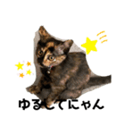 ゆかいな3兄弟 きなこ ごま しずく（個別スタンプ：15）