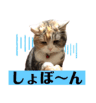 毎日ほっこりさくちゃんスタンプ2（個別スタンプ：14）