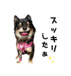 可愛いチワワのぴーたん⑤（個別スタンプ：3）