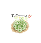 いろいろ多肉植物（個別スタンプ：15）