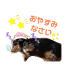 愛犬3りくちゃん（個別スタンプ：5）