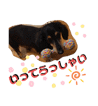 愛犬3りくちゃん（個別スタンプ：6）