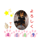 愛犬3りくちゃん（個別スタンプ：8）