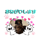 愛犬3りくちゃん（個別スタンプ：10）