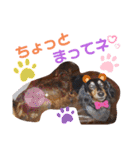 愛犬3りくちゃん（個別スタンプ：19）