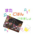 愛犬3りくちゃん（個別スタンプ：20）