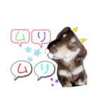 愛犬3りくちゃん（個別スタンプ：21）