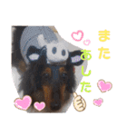愛犬3りくちゃん（個別スタンプ：22）