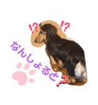 愛犬3りくちゃん（個別スタンプ：25）