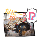 愛犬3りくちゃん（個別スタンプ：27）