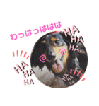 愛犬3りくちゃん（個別スタンプ：31）
