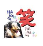 愛犬3りくちゃん（個別スタンプ：32）