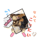 愛犬3りくちゃん（個別スタンプ：35）