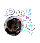 愛犬3りくちゃん（個別スタンプ：36）