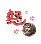 愛犬3りくちゃん（個別スタンプ：37）