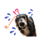 愛犬3りくちゃん（個別スタンプ：38）