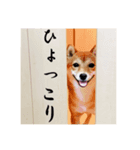 豆柴 モコちゃんのスタンプ②（個別スタンプ：1）