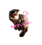 ねこりんスタンプ（個別スタンプ：6）