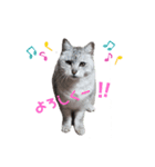 ねこりんスタンプ（個別スタンプ：8）