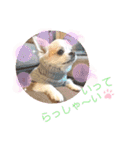 luckyスタイル（個別スタンプ：11）