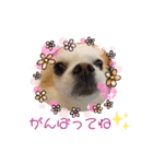 luckyスタイル（個別スタンプ：20）