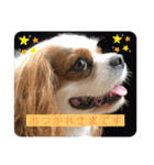 キャバリア♡オリバー  ②（個別スタンプ：7）