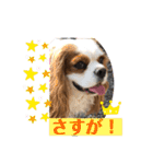 キャバリア♡オリバー  ②（個別スタンプ：9）