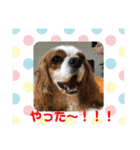 キャバリア♡オリバー  ②（個別スタンプ：25）