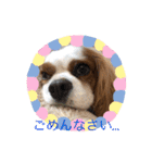キャバリア♡オリバー  ②（個別スタンプ：28）
