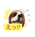 キャバリア♡オリバー  ②（個別スタンプ：39）