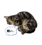 のんびりの猫（個別スタンプ：3）