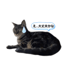 のんびりの猫（個別スタンプ：4）