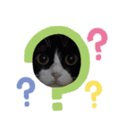 のんびりの猫（個別スタンプ：5）