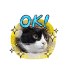 のんびりの猫（個別スタンプ：6）