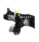のんびりの猫（個別スタンプ：7）