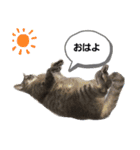 のんびりの猫（個別スタンプ：8）