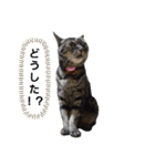 のんびりの猫（個別スタンプ：9）