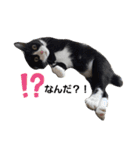 のんびりの猫（個別スタンプ：10）