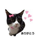 のんびりの猫（個別スタンプ：12）