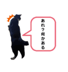 のんびりの猫（個別スタンプ：13）