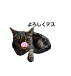 のんびりの猫（個別スタンプ：14）