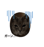 のんびりの猫（個別スタンプ：15）