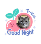 のんびりの猫（個別スタンプ：16）