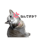 のんびりの猫（個別スタンプ：17）