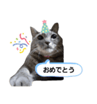 のんびりの猫（個別スタンプ：20）